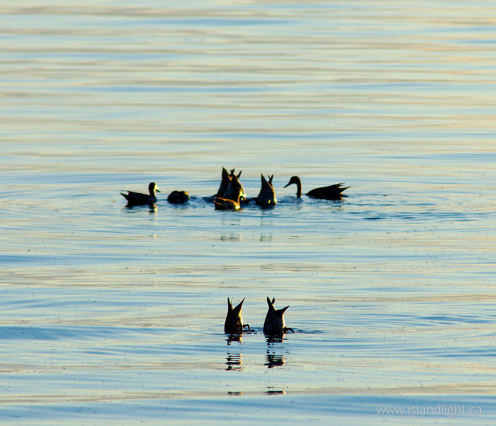 Bird  photo from  Cortes Island, British Columbia Canada.