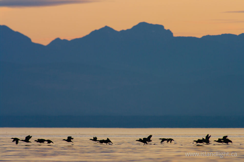 Bird  photo from  Georgia Strait, BC Canada.