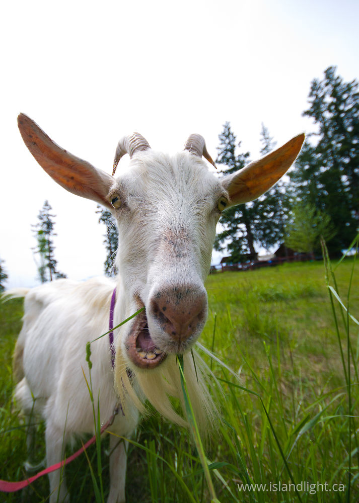 Mammal  photo from  Cortes Island, BC Canada.