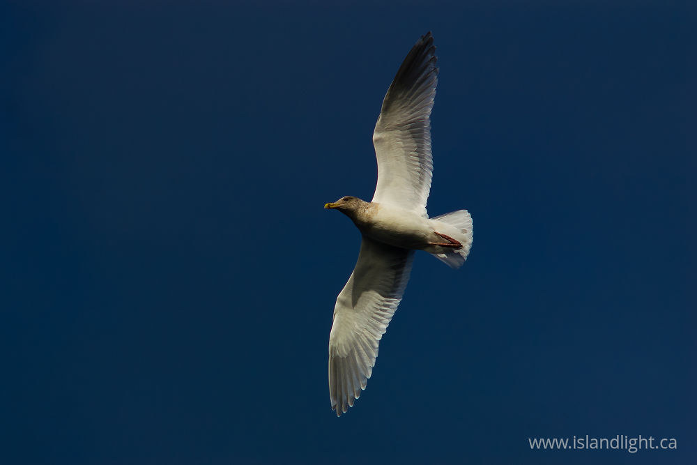 Bird photo from  Cortes Island, BC Canada.