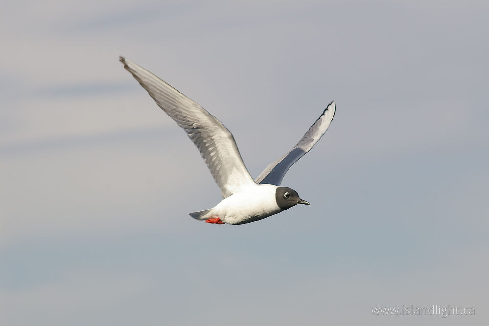 Bird photo from  Campbell River, BC Canada.