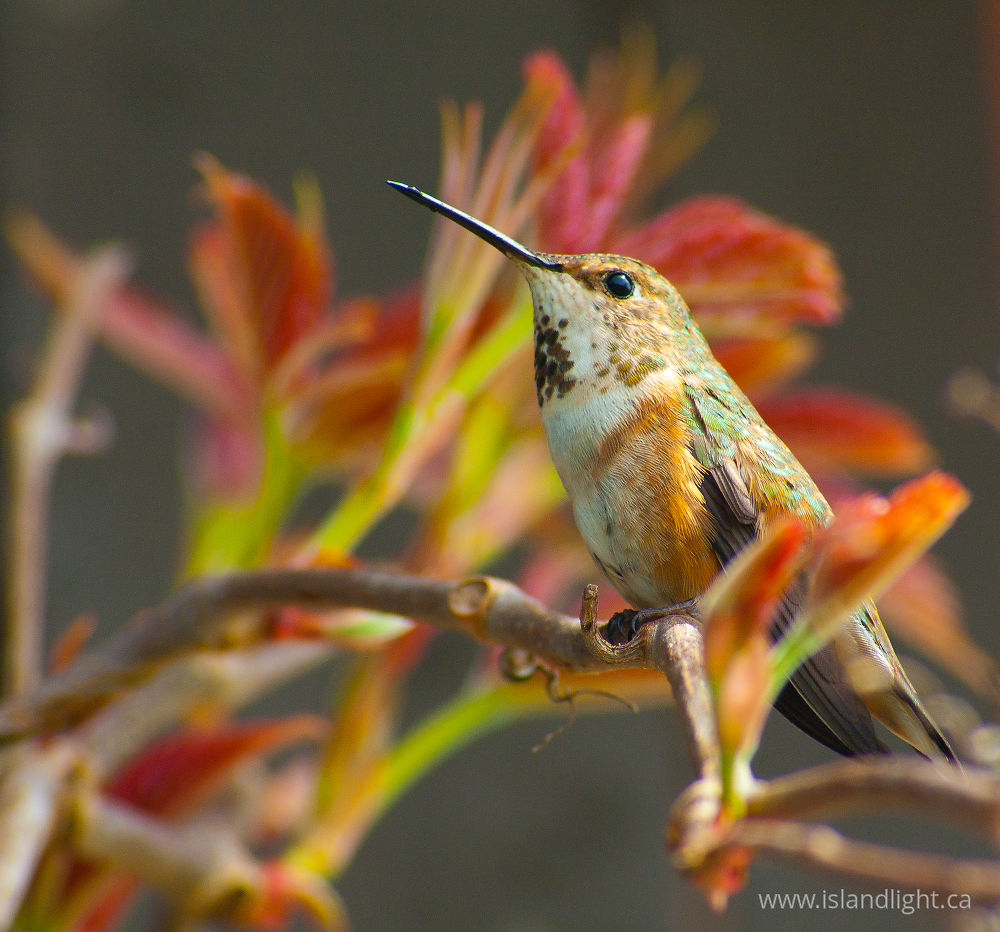 Bird  photo from  Cortes Island, BC Canada.