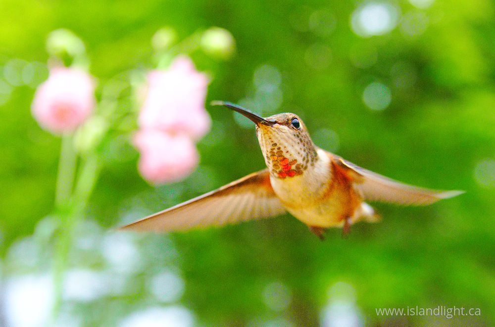 Bird  photo from  Cortes Island, British Columbia Canada.