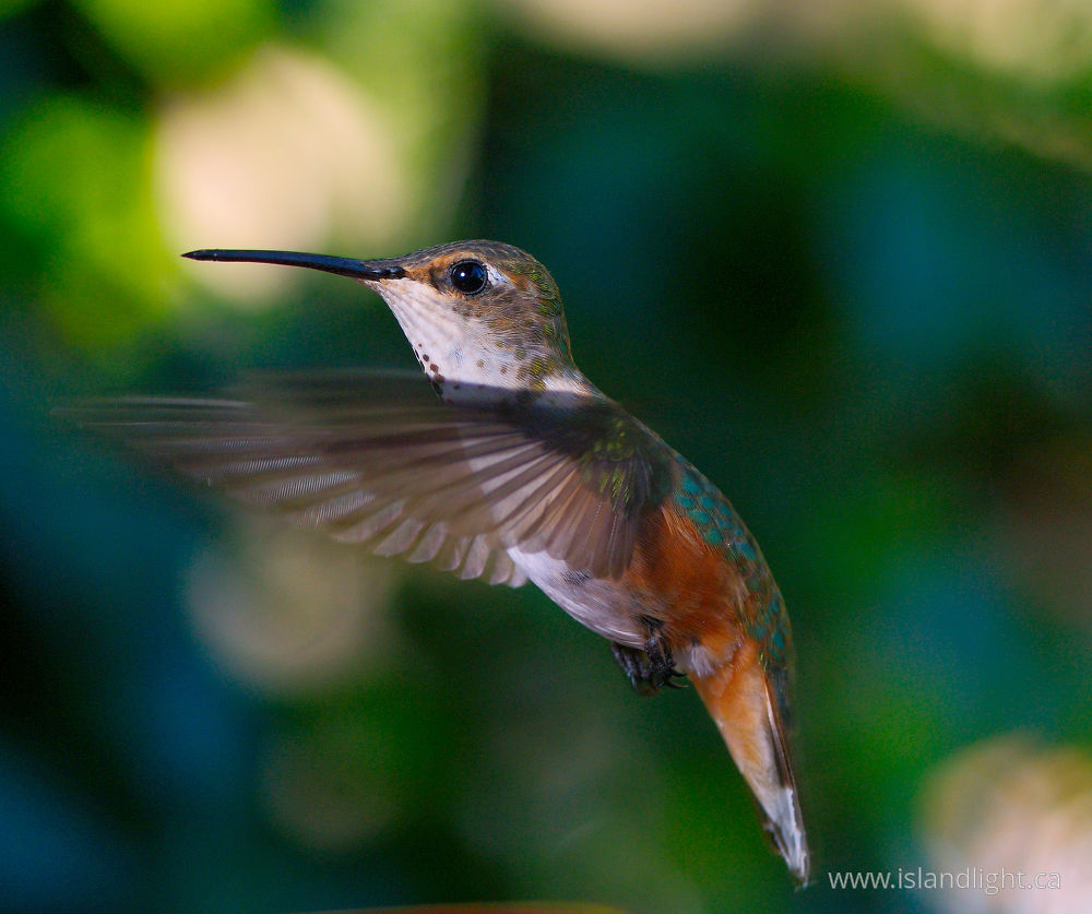 Bird  photo from  Cortes Island, British Columbia Canada.