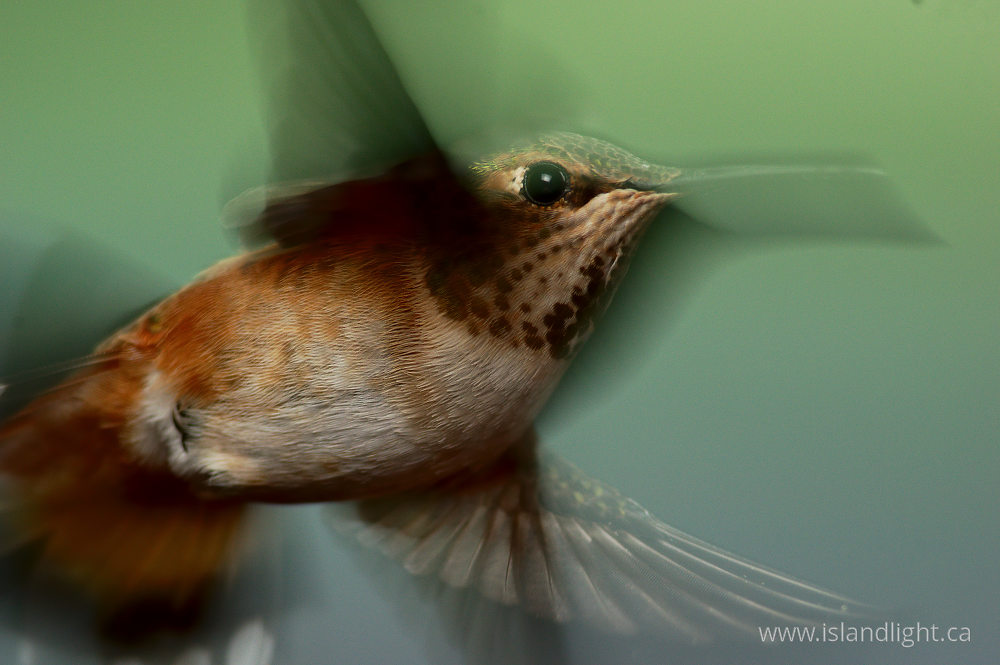 Bird  photo from  Cortes Island, British Columbia Canada.
