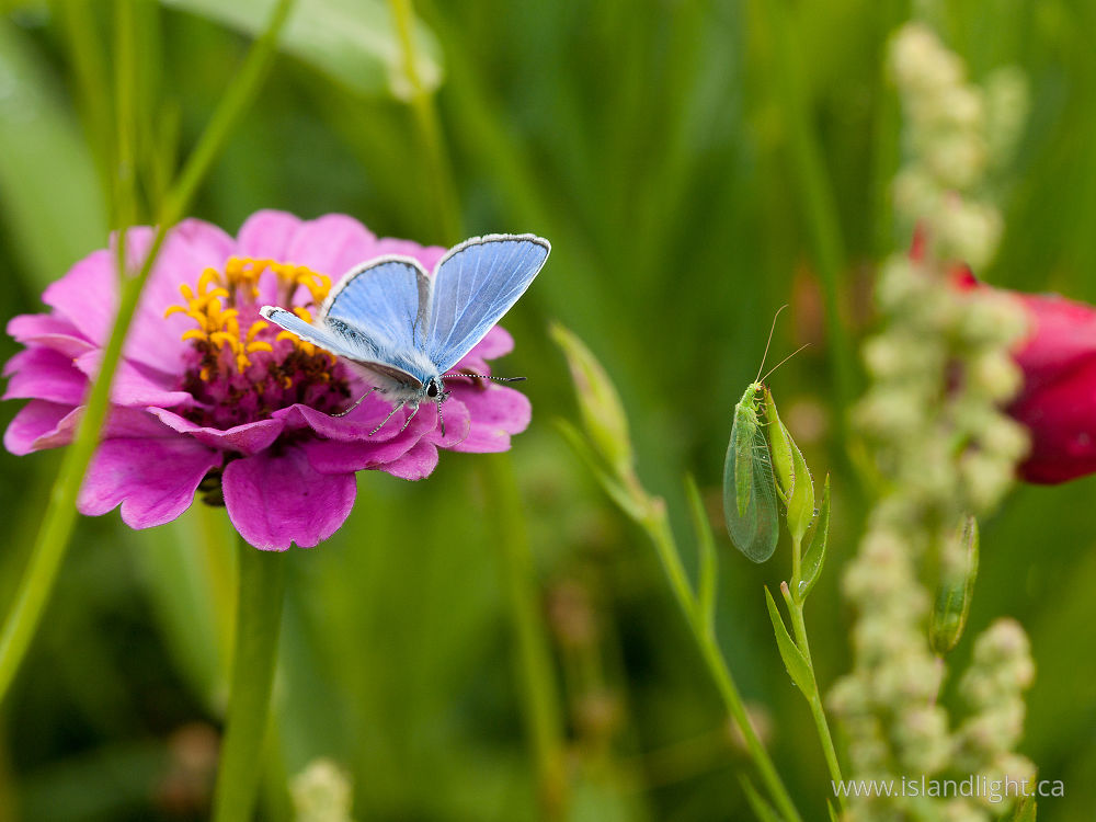 Insect  photo from  Aillevillers, Haute-Saone France.