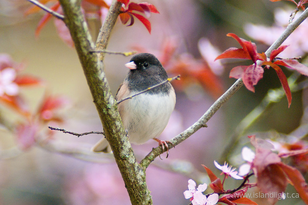 Bird  photo from  Cortes Island, BC Canada.