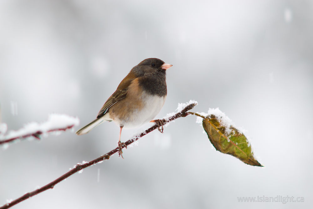 Bird  photo from  Cortes Island, BC Canada.