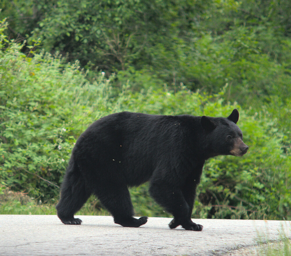 Mammal photo from  Lund, British Columbia Canada.