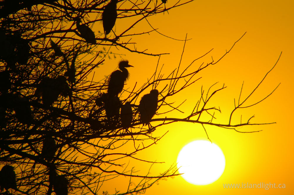 Bird photo from  Luxor,  Egypt.