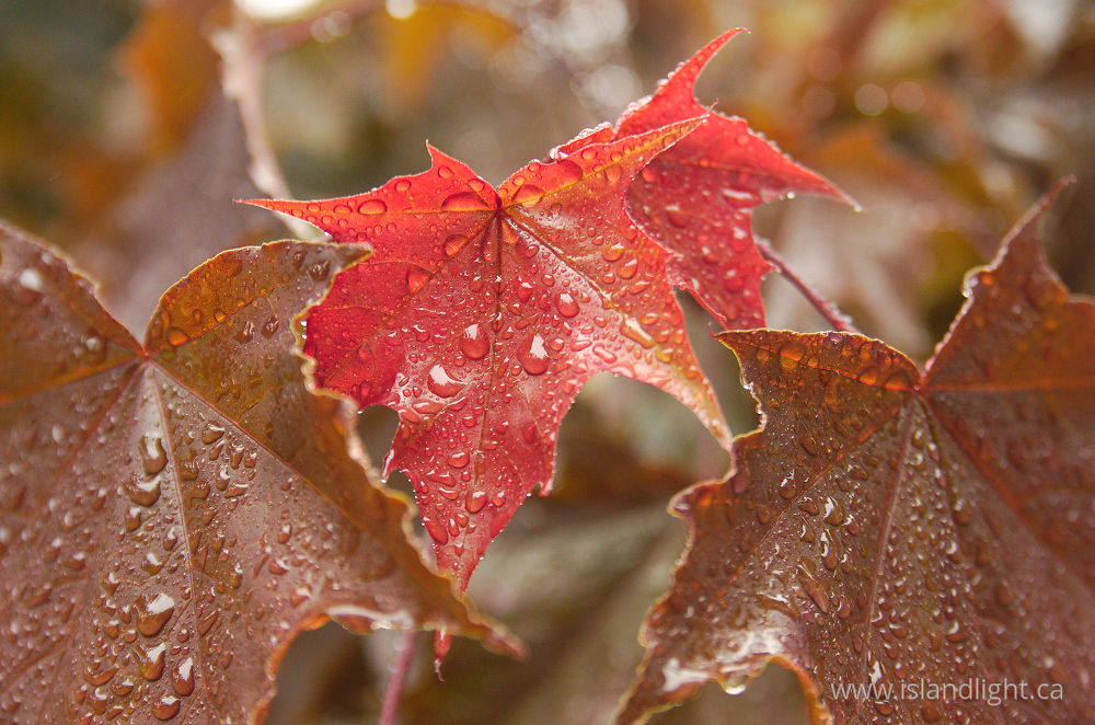 Plant  photo from  Cortes Island, British Columbia Canada.