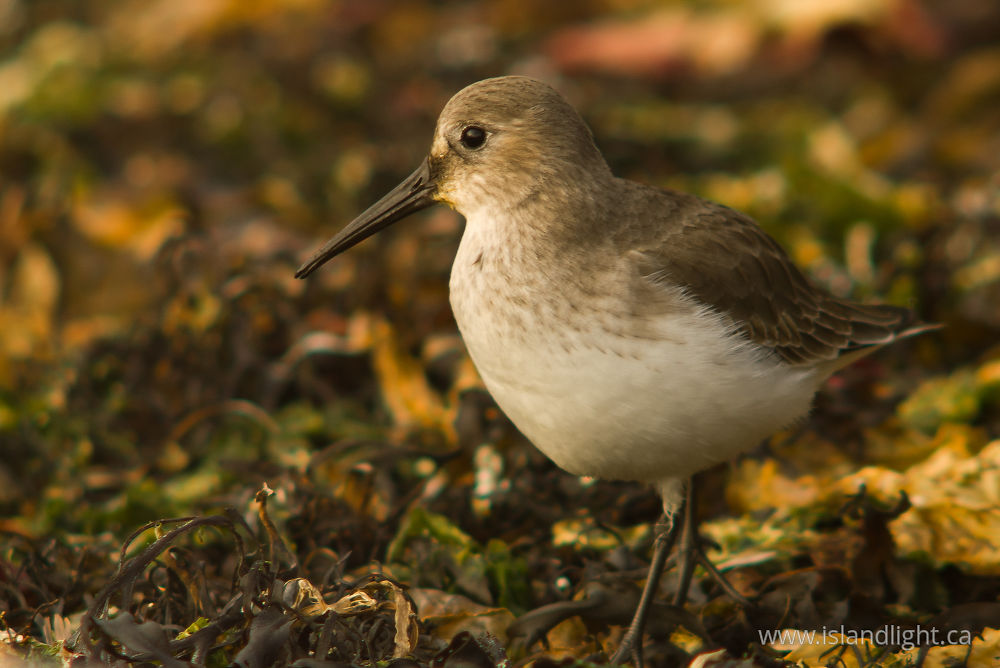 Bird  photo from Marina Reef Marina Island, BC Canada.