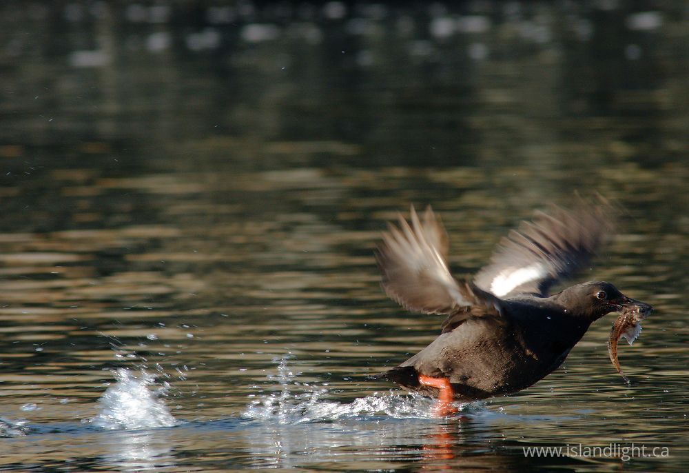 Bird  photo from  Mitlenatch Island, British Columbia Canada.