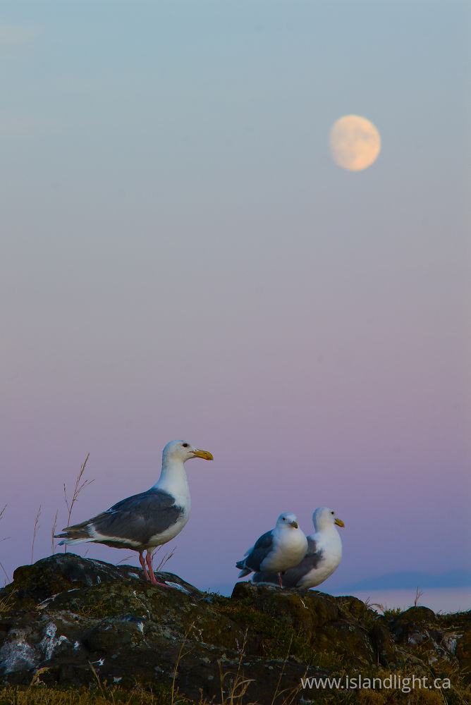 Bird photo from  Mitlenatch Island, BC Canada.