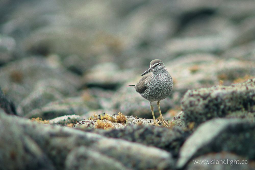 Bird photo from  Mitlenatch Island, BC Canada.