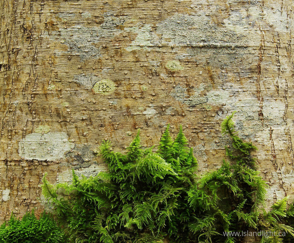 Plant  photo from  Cortes Island, BC Canada.