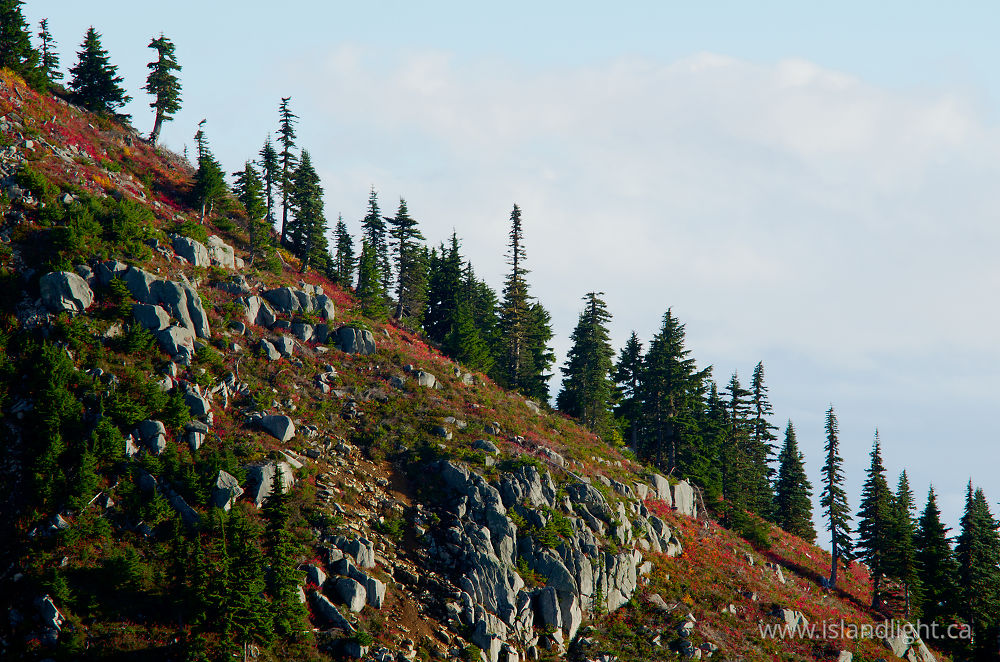 Landscape  photo from  Mount Washington, British Columbia Canada.