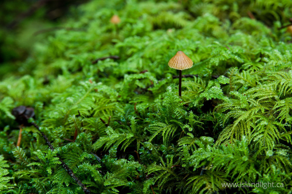 Plant  photo from  Smelt Bay, British Columbia Canada.