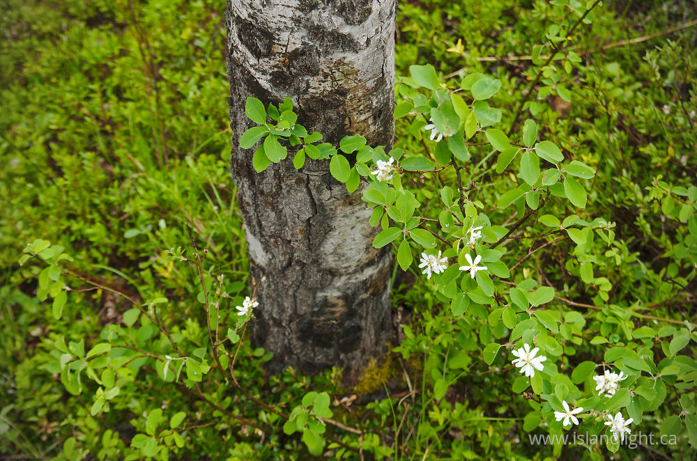 Plant  photo from  Slocan Valley, British Columbia Canada.