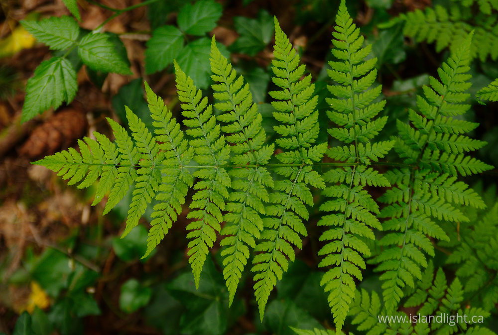 Plant photo from  Pacific Spirit Park, British Columbia Canada.