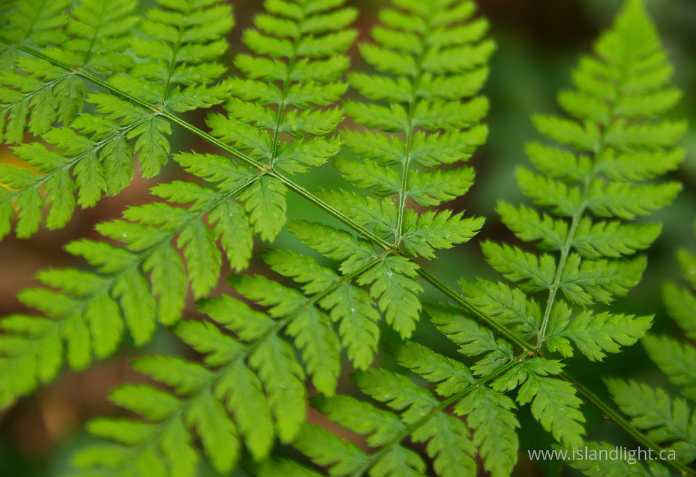 Plant  photo from  Pacific Spirit Park, British Columbia Canada.