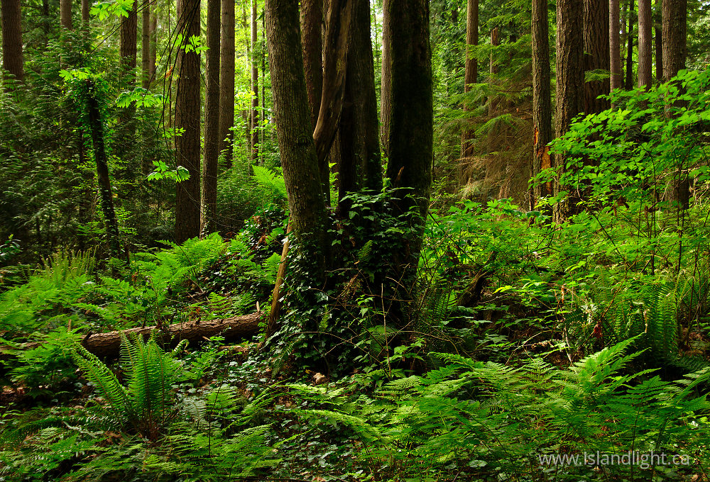 Landscape  photo from  Pacific Spirit Park, British Columbia Canada.