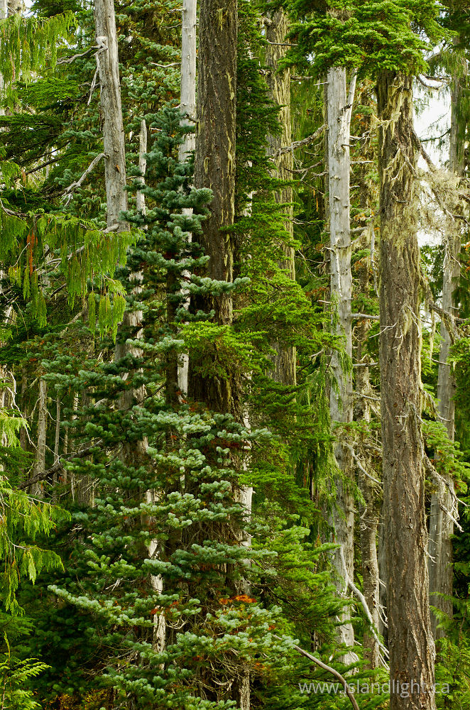 Landscape  photo from  Paradise Meadows, British Columbia Canada.