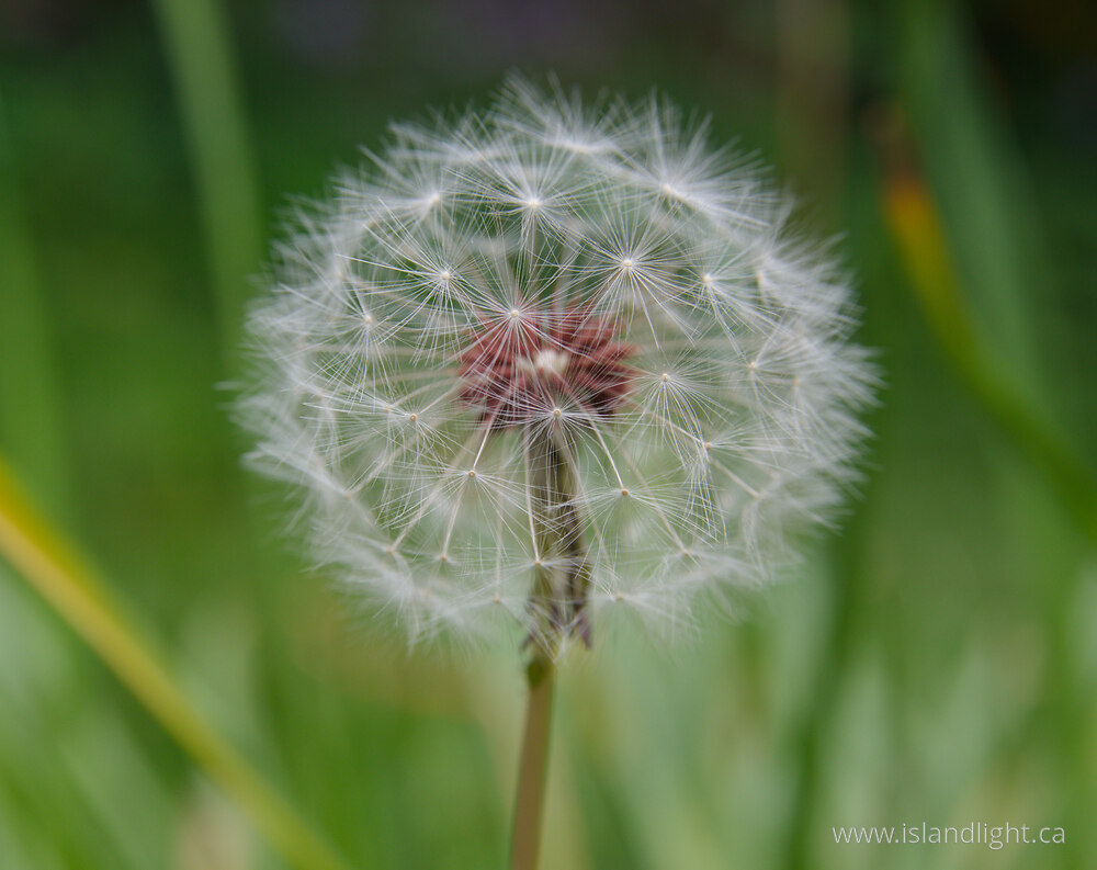 Plant  photo from  Vancouver, British Columbia Canada.