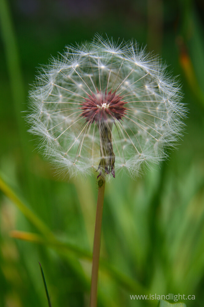 Plant  photo from  Vancouver, British Columbia Canada.