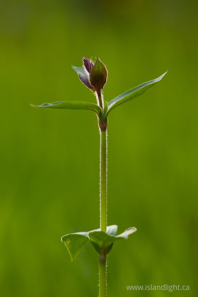 Plant  photo from  Aillevillers, Haute-Saone France.