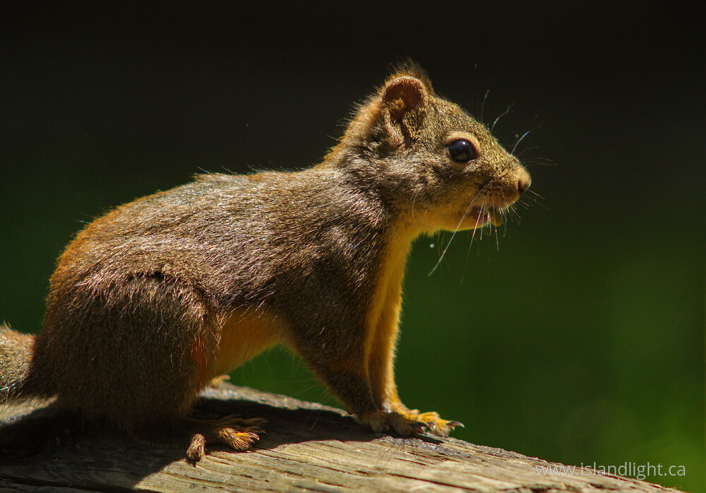 Mammal  photo from  Powel River, British Columbia Canada.