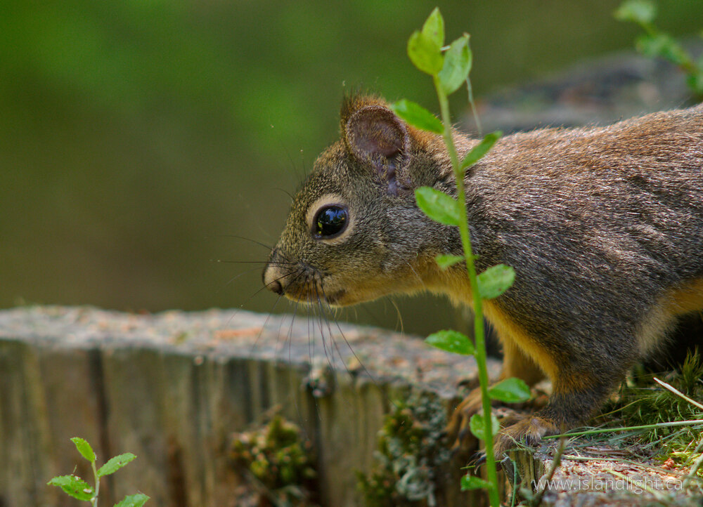 Mammal  photo from  Powel River, British Columbia Canada.