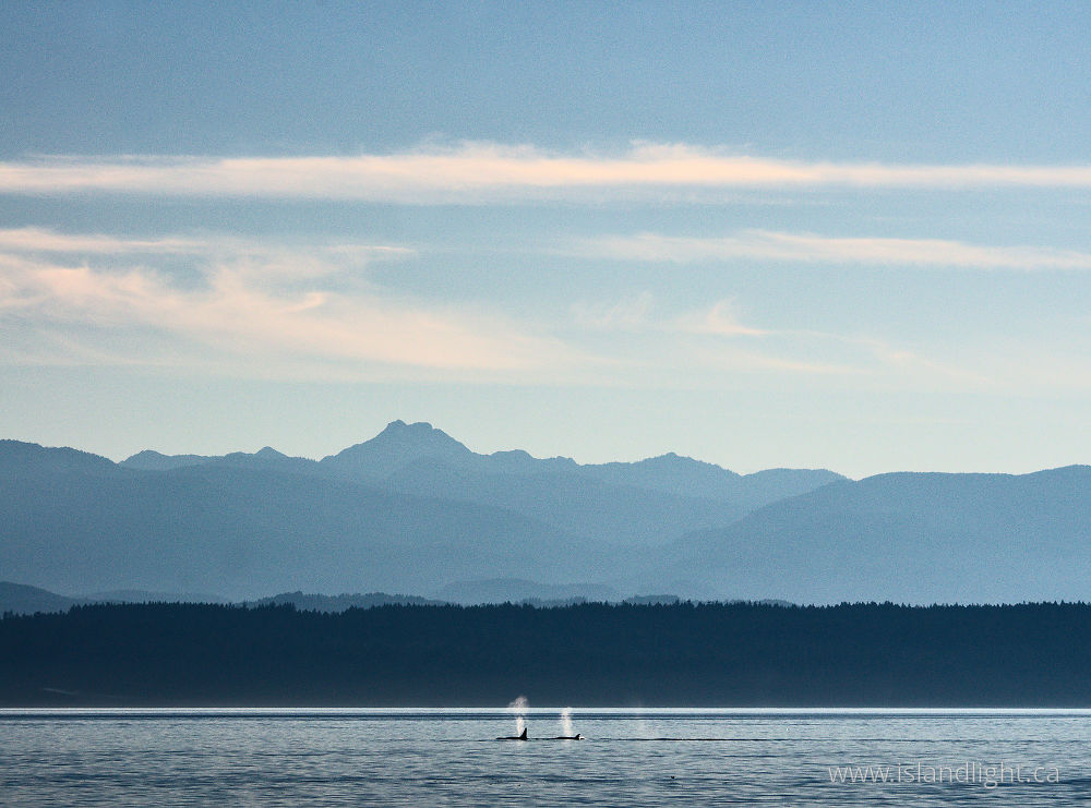 Mammal  photo from  Salish Sea, British Columbia Canada.