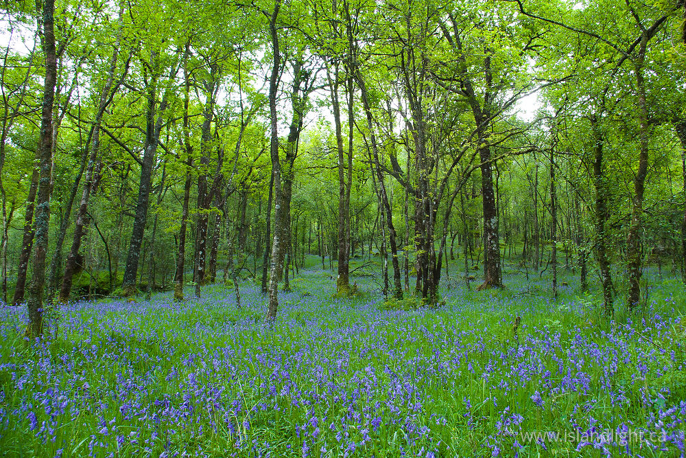 Landscape photo from  Scotland,  Scotland.