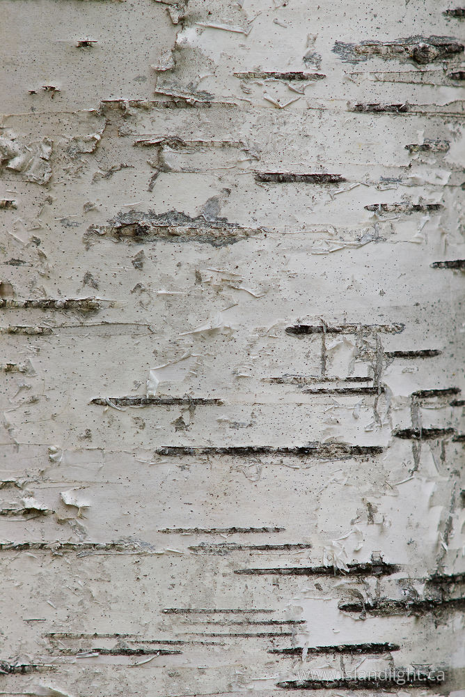 Plant photo from  Slocan Valley, BC Canada.