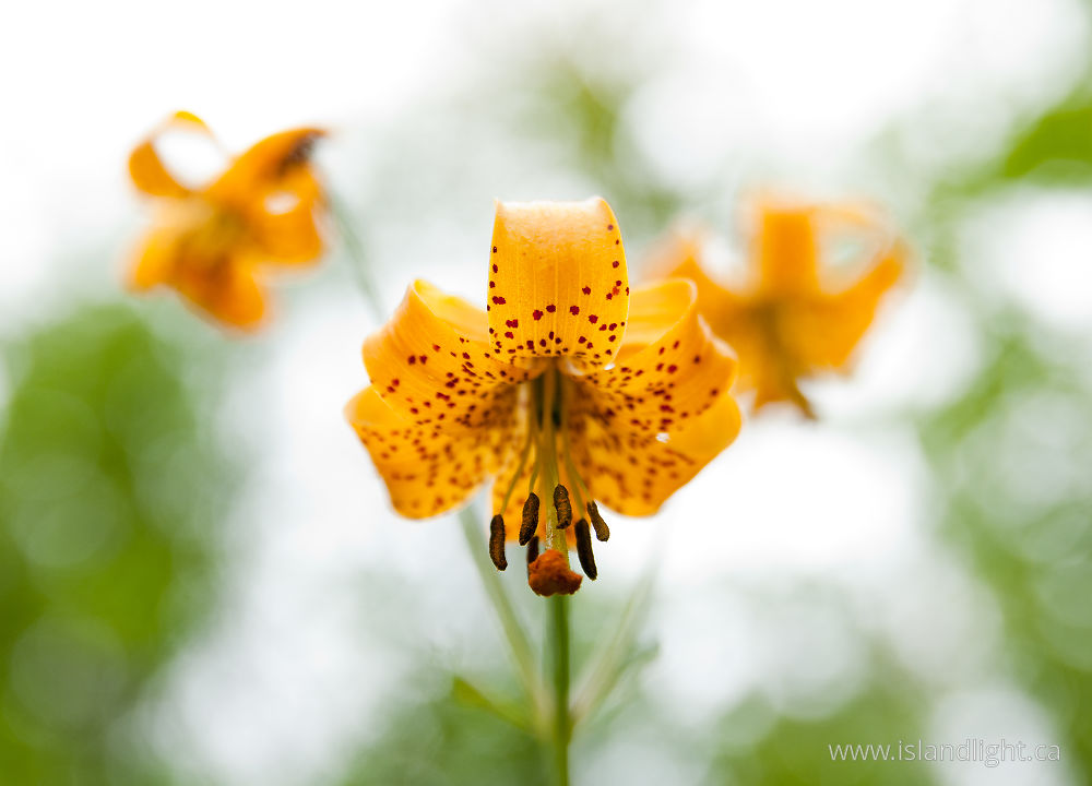 Plant  photo from  Slocan Valley, BC Canada.