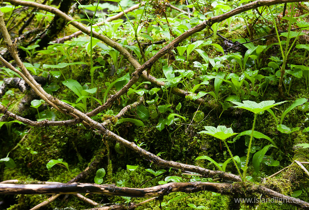 Plant  photo from  Slocan Valley, BC Canada.