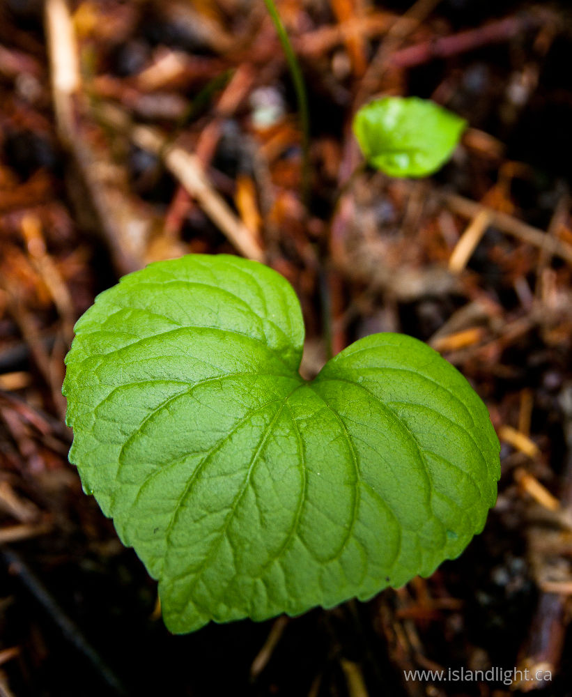 Plant  photo from  Slocan Valley, BC Canada.