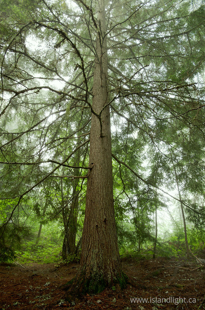 Plant  photo from  Slocan Valley, British Columbia Canada.