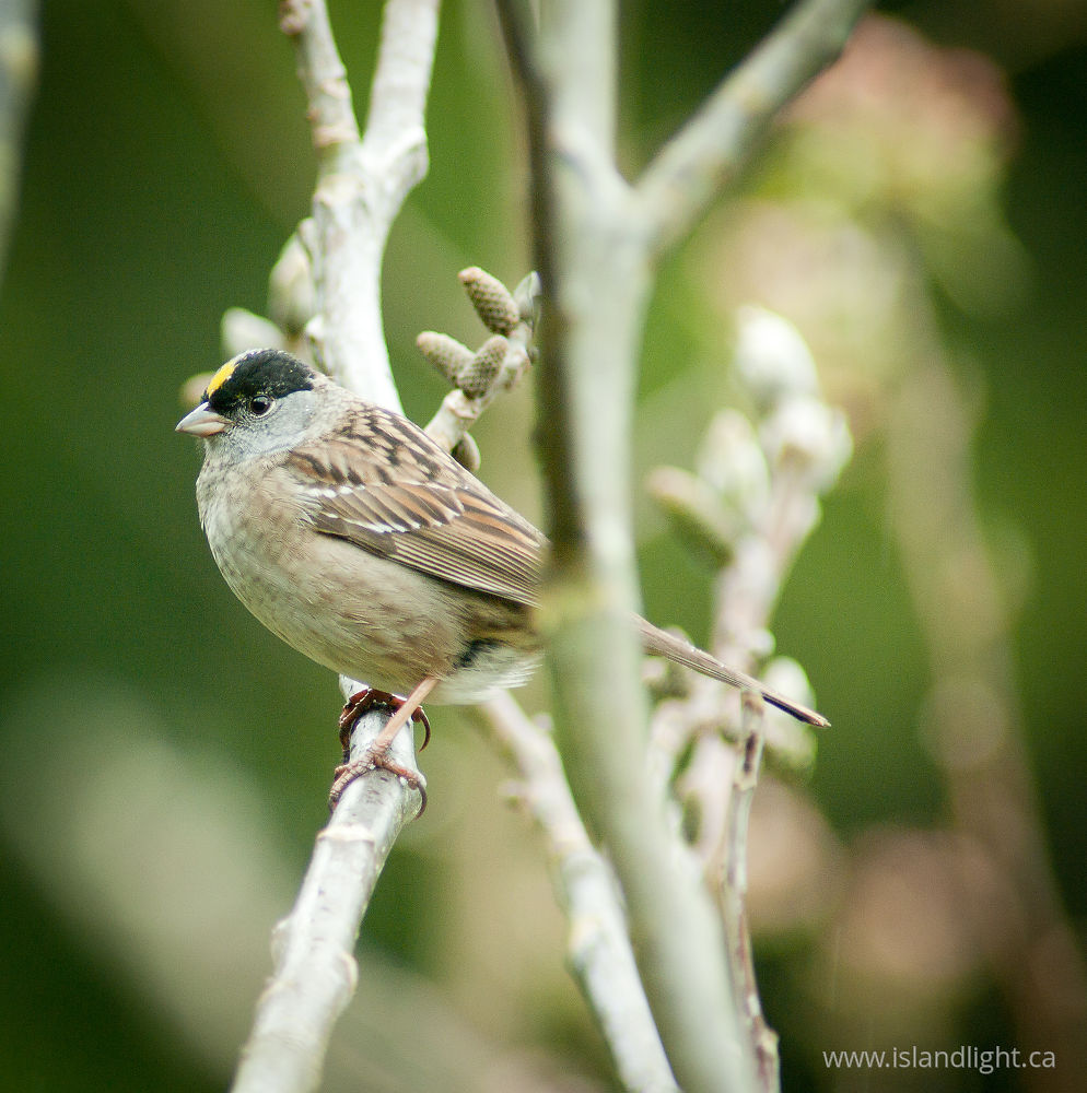 Bird  photo from  Cortes Island, BC Canada.