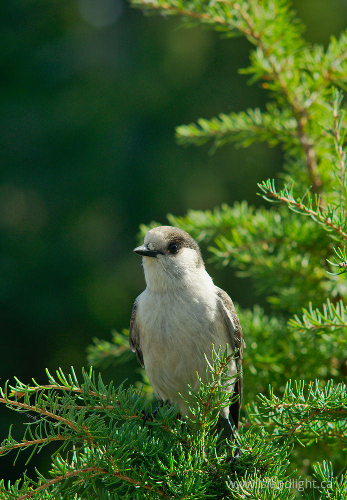 Bird  photo from  Strathcona Provincial Park, British Columbia Canada.