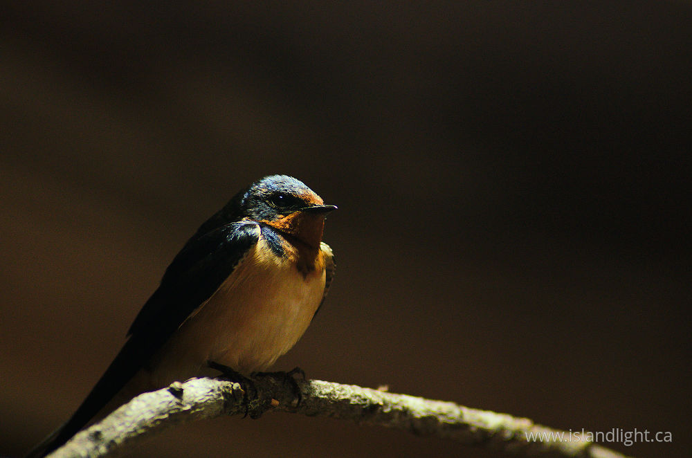 Bird  photo from  Cortes Island, British Columbia Canada.