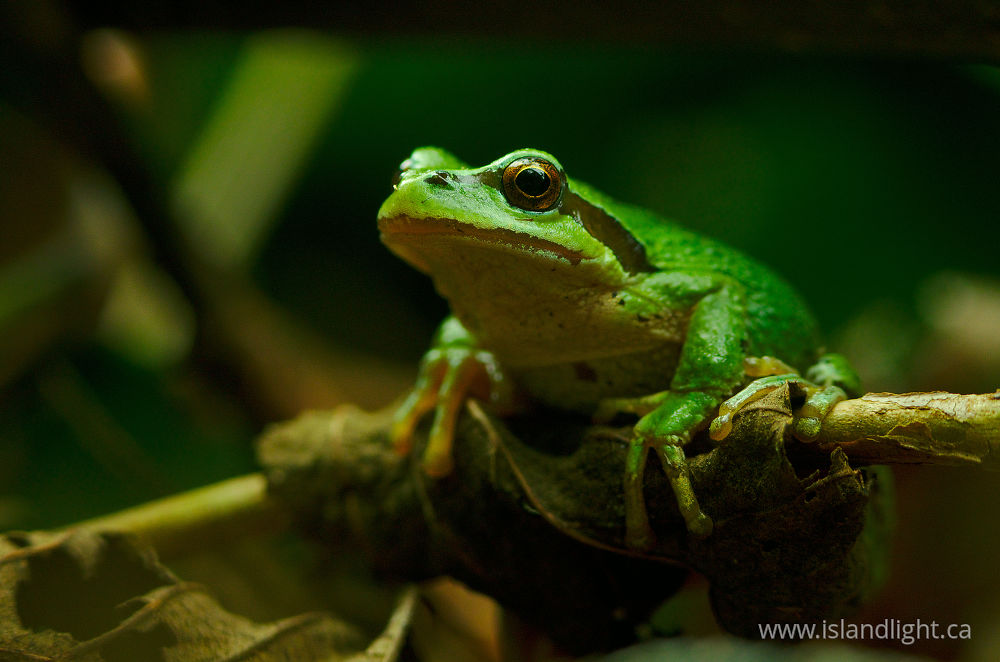 Amphibian  photo from  Cortes Island, British Columbia Canada.