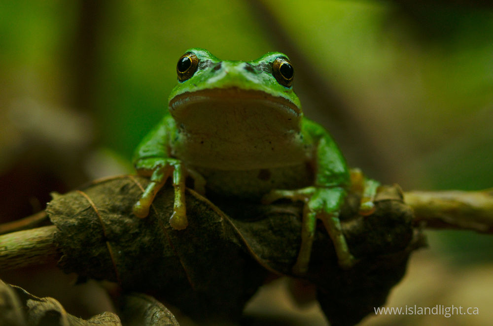 Amphibian  photo from  Cortes Island, British Columbia Canada.