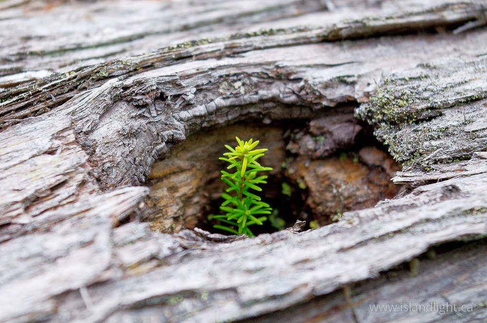 Plant  photo from  Cortes Island, British Columbia Canada.