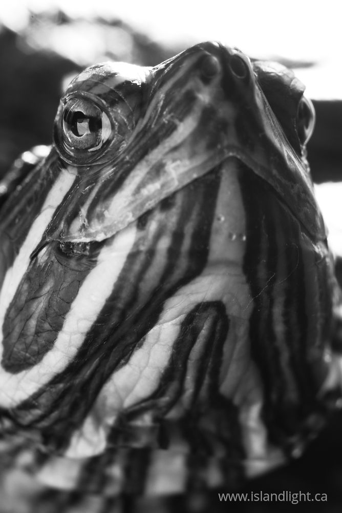 Reptile photo from  Cortes Island, BC Canada.