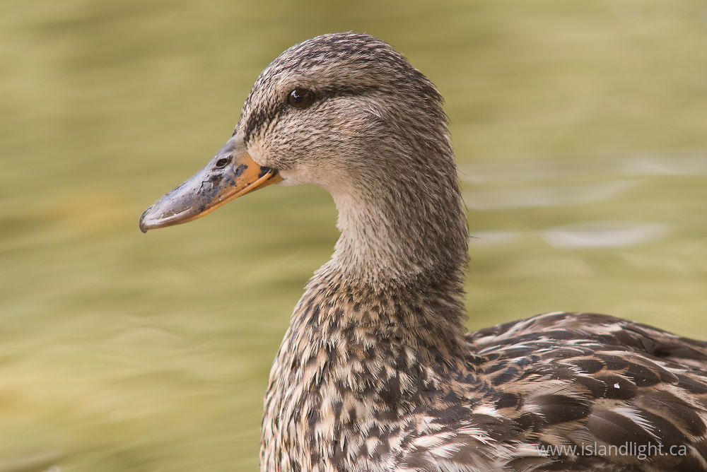 Bird photo from  Vancouver, BC Canada.