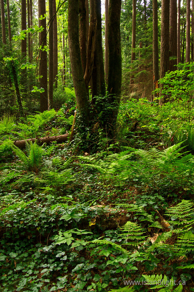 Landscape  photo from  Vancouver, British Columbia Canada.