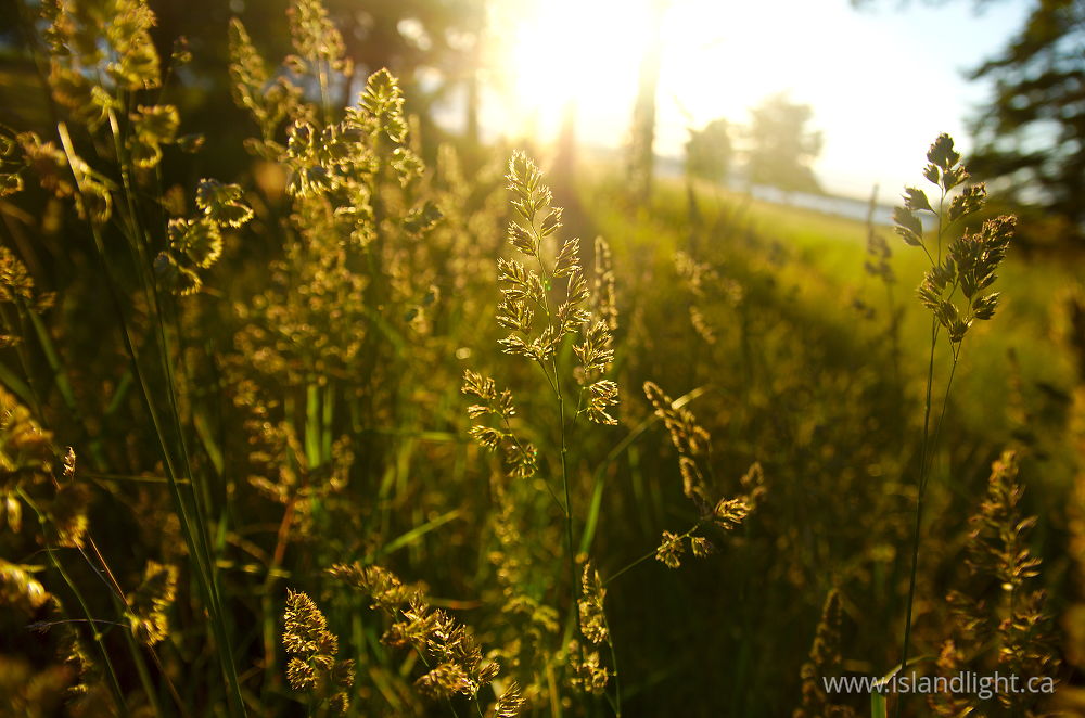 Plant photo from  Cortes Island, British Columbia Canada.