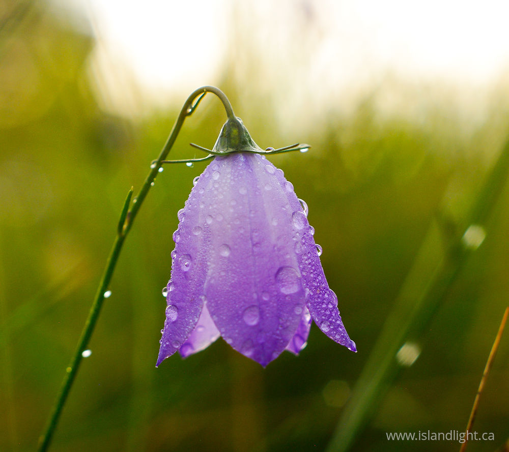 Plant  photo from  , Haute-Saone France.